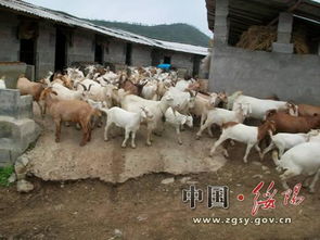 農(nóng)牧局畜牧漁業(yè)飼料銷(xiāo)售 現(xiàn)狀、挑戰(zhàn)與發(fā)展策略